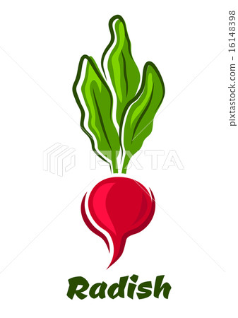Radish vegetable with lush haulm 16148398
