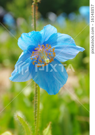 喜馬拉雅山的罌粟 16148857