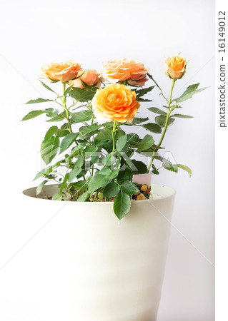 盆栽迷你玫瑰 16149012