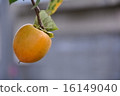 persimmon 16149040