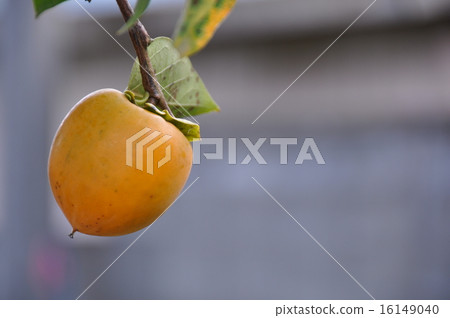 persimmon persimmon 16149040