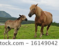 Horse parent and child 16149042
