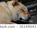 Dog's sleeping face 16149043