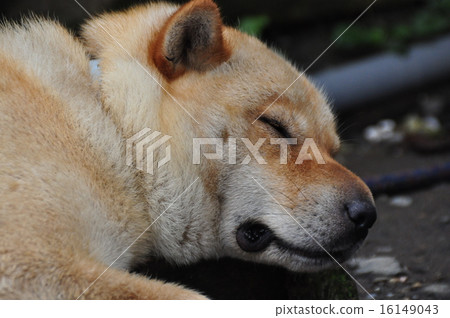 Dog's sleeping face Dog's sleeping face 16149043