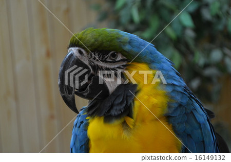 Ruri Macawo 16149132