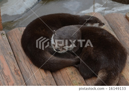 Sleeping otter Sleeping otter 16149133