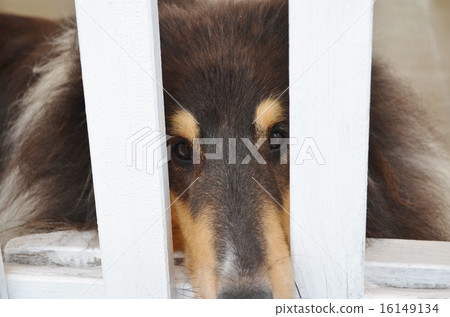 A dog over the fence 16149134