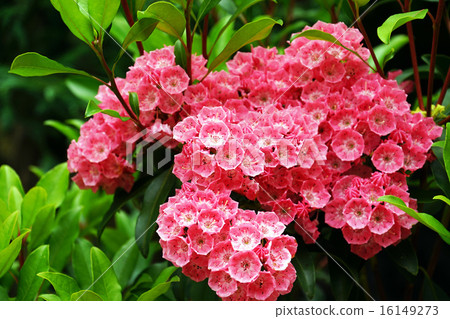 Kalmire's flower -1 16149273