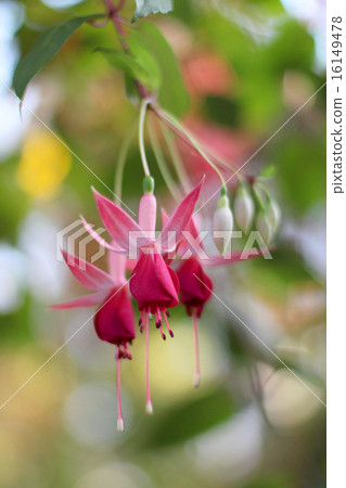 Begonia-5 Begonia-5 16149478