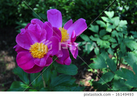 Peony root Peony root 16149493