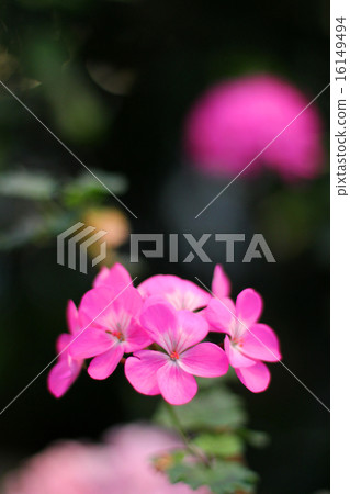 Begonia-1 Begonia-1 16149494