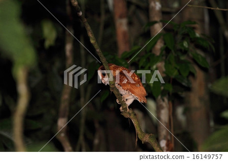 東方灣貓頭鷹（假貓頭鷹） 16149757