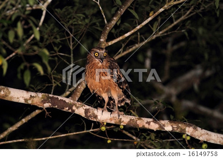 Buffy Fish Owl (Murray Wormwood) Buffy Fish Owl (Murray Wormwood) 16149758