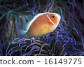 Anemonefish和海葵 16149775