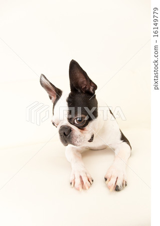 狗波士頓狗法國鬥牛犬牛頭犬逗人喜愛 狗波士頓狗法國鬥牛犬牛頭犬逗人喜愛 16149779