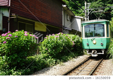 June Hydrangea and Hydrangeae 187 Enoshimae Electric Railway in front of the Spirit Shrine June Hydrangea and Hydrangeae 187 Enoshimae Electric Railway in front of the Spirit Shrine 16150059
