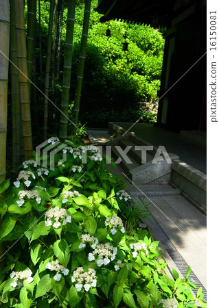 June Hana Hydrangea and Hydrangeae 209 Hasedera Temple 16150081