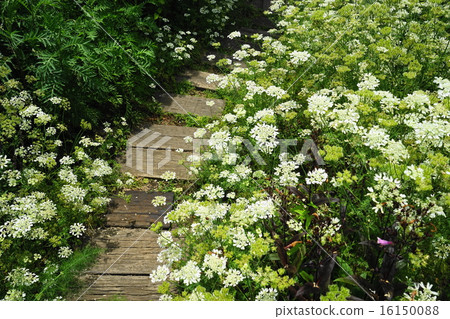 June flower Toei · Seri 09 Herb June flower Toei · Seri 09 Herb 16150088