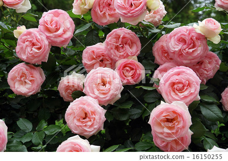 玫瑰Pierre de Ronsar -1 玫瑰Pierre de Ronsar -1 16150255