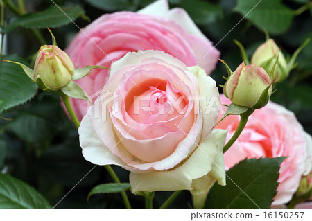 玫瑰Pierre de Ronsard -2 16150257