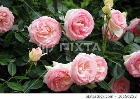 Roses Pierre de Ronsar -3 Roses Pierre de Ronsar -3 16150258