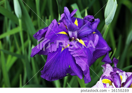 愛爾蘭虹膜 16150289