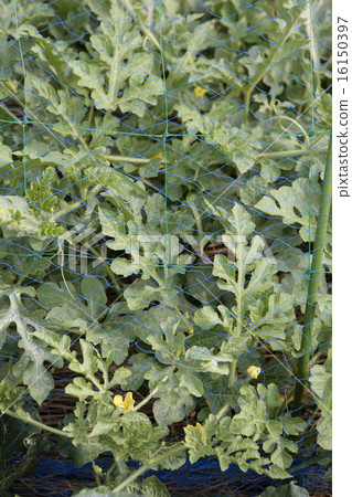 Flower and leaves of watermelon field 16150397