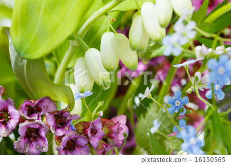 forget-me-not, bergenia, polygonatum plants 16150565
