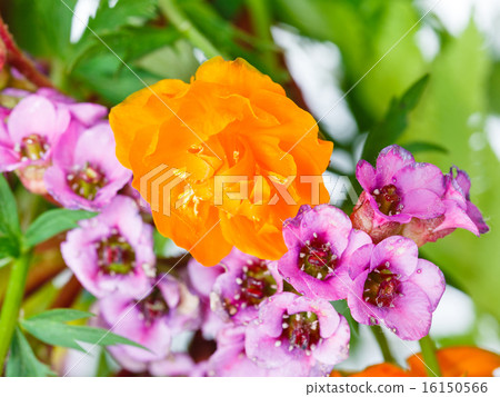 decorative Trollius and bergenia flowers close up 16150566