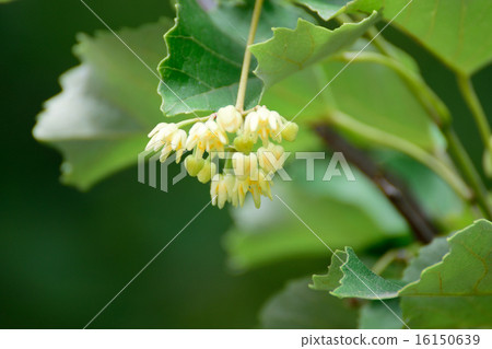 菩提樹花 照片素材 圖片 圖庫