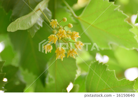 菩提樹花 照片素材 圖片 圖庫