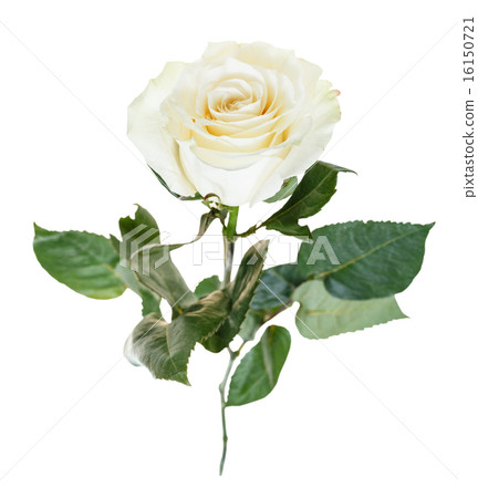 white rose flower close up isolated 16150721