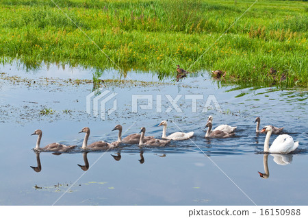 doves family in water 16150988