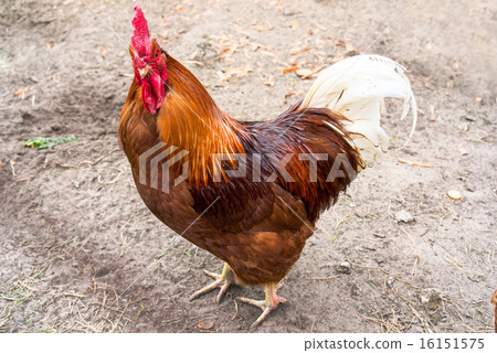 Close up of beautiful red rooster (Gallus gallus) Close up of beautiful red rooster (Gallus gallus) 16151575