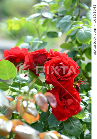 一朵紅玫瑰 16151641