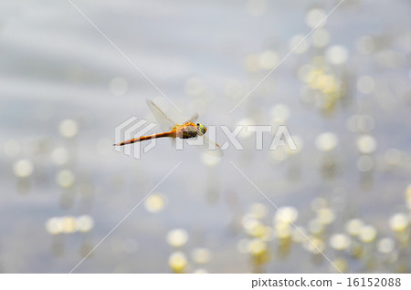 Dragonfly close-up flying over water Dragonfly close-up flying over water 16152088