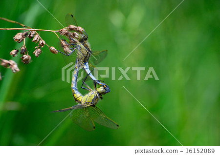 Two dragonflies mating close-up Two dragonflies mating close-up 16152089