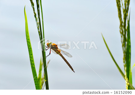 Dragonfly Sympetrum close-up sitting on the grass 16152090