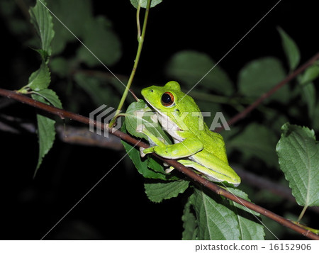 Moria鷗青蛙 16152906