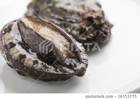 abalone 16153775