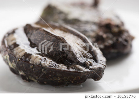abalone 16153776