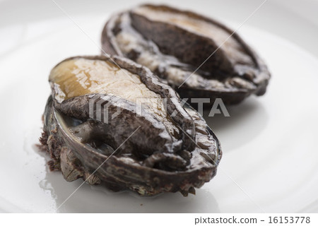 abalone 16153778