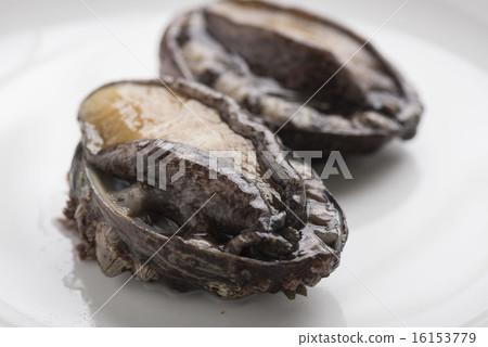 abalone 16153779