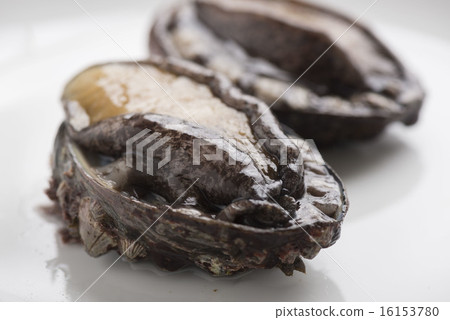 abalone 16153780