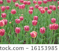 Tulip field 16153985
