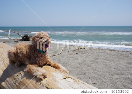 海和玩具貴賓犬 海和玩具貴賓犬 16153992