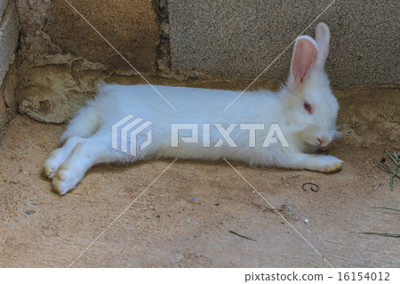 Beautiful fluffy white rabbit Beautiful fluffy white rabbit 16154012