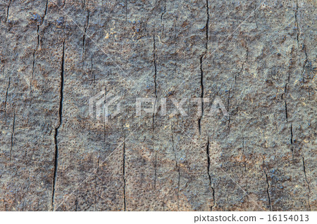 Tree bark texture Tree bark texture 16154013