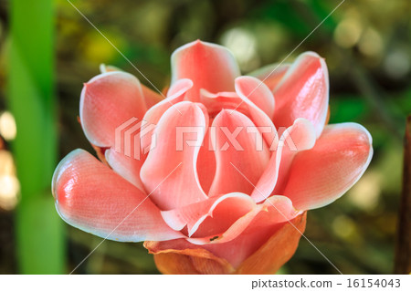 Etlingera Elatior or Red Torch Ginger 16154043