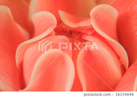 Etlingera Elatior or Red Torch Ginger 16154046